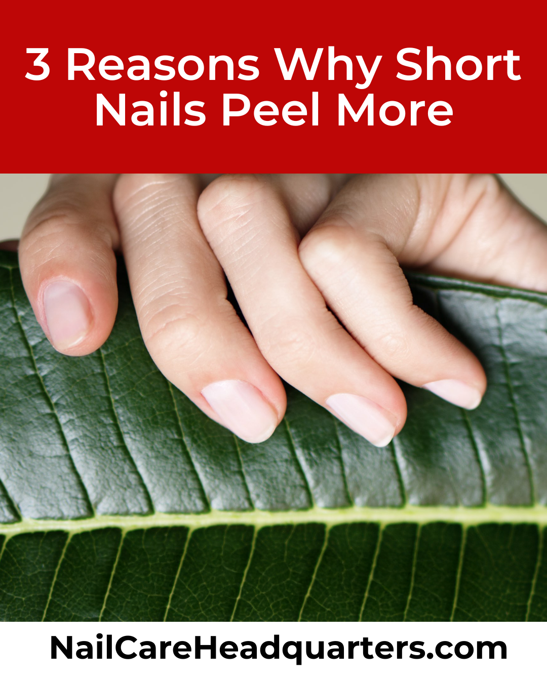 Title Image Why short nails peel faster than long nails